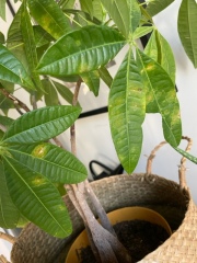 What's wrong with this indoor plant?
