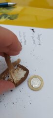 Is there a website which identifies mushrooms?