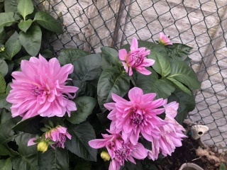 Would I need to dig up dahlia tubers in Devon?