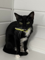 Lapsed cat insurance 