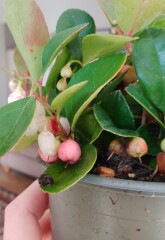 What is this plant