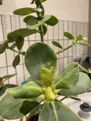 Spotty leaves on house plant