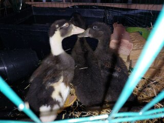 Ukraine Invasion: Part 33