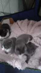 Is this cat pregnant?