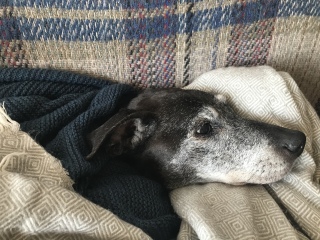 How did you cope with the death of you dog..