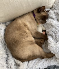 Do I have a Burmese?