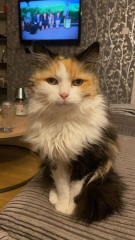 Show me your pussy