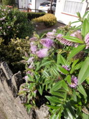 Can you ID this mauve-flowered herbey type bush please?