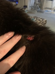 Bright ideas for a wound?