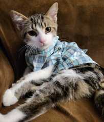Best kitty photo?