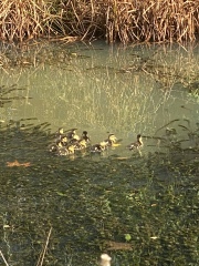 Duck Tales! (Still not what I expected to wake up to this morning)