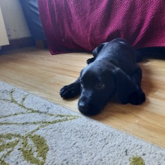 Names for female black labrador 