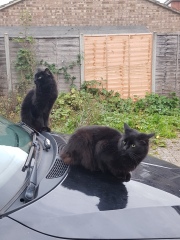 Ollie, Prince, Leroy, Walter and Co...