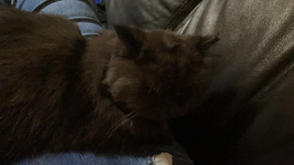 Anyone else cat do this?