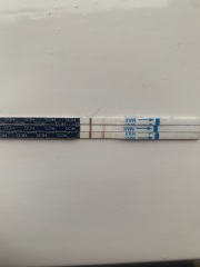 Line progression on FRER/One Step Strip Test