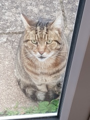 Thug cat part 4.  After all, it's not my Axminster.