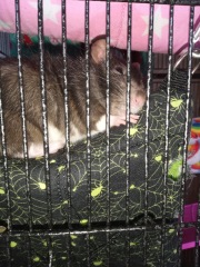 what do i do with a pet rat that destroys everything in cage