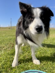Thinking of getting a collie