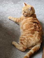 Sudden confusion and disorientation in my cat 