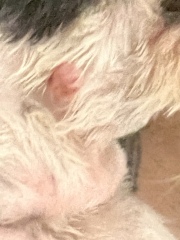 Cyst on dogs face (picture)