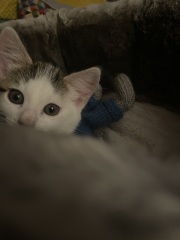 Meet Sushi