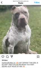 Sick of these XL bully owners 