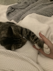 My Maine Coon was allowed to sleep on the bed last night