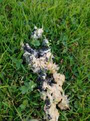 Dog sick fungi