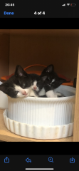 Best kitty photo?