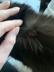 Bright ideas for a wound?
