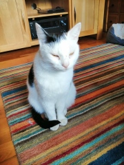 Young Cat abdominal mass