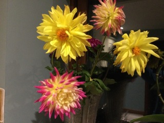Who’s growing Dahlias this year