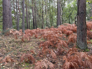 Come chat hiking with me!