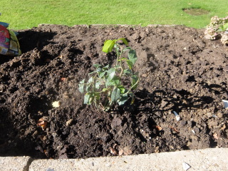 Roses Die On You (Black Spot etc)