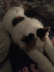 Help? I've acquired a very young kitten?