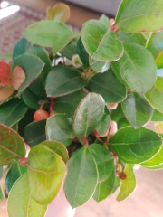 What is this plant