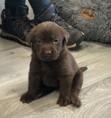 Names for female black labrador 