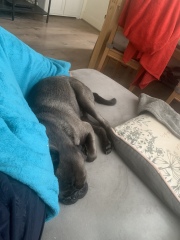 Cuddly dogs