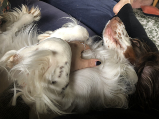 Cuddly dogs
