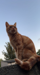 My cat hasn't returned... concerned!