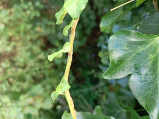 Come chat hiking with me!