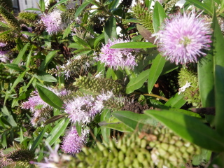 Can you ID this mauve-flowered herbey type bush please?