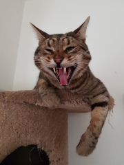 Thug cat part 4.  After all, it's not my Axminster.