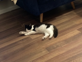 I appear to have cats