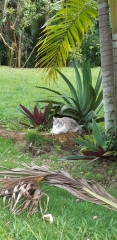 Cat was in his first fight :-(
