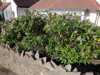 Can you ID this mauve-flowered herbey type bush please?