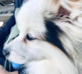 Will my Frenchie really only live til 6 years ?  