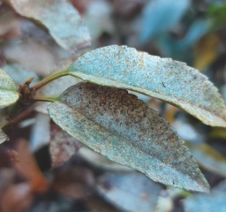 Can anyone tell me what this is and how I can treat it please?