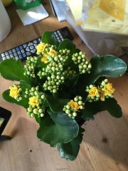 Help! Plant ID please
