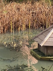 Duck Tales! (Still not what I expected to wake up to this morning)